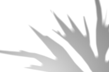 Fern branch shadow. Leaf shadow overlay. Sunlight trough the leaf. Nature organic shadow. Blurred Leaf shadow and light on wall background. 3d rendering