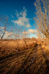 Road in the forest ,autumn landscape , beautiful colors and beauty sky with sun and clouds.Lot of orange colors , fall season .Sunlights through the sky and clouds