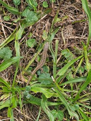 snake in the grass