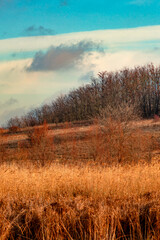 Obraz premium A lot of reed and grass in the orange colors, autumn nature , beautiful sky with clouds, landscape photo with trees and grass, hills and woodlands.Nature at the fall season 
