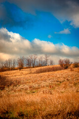 Fototapeta premium A lot of reed and grass in the orange colors, autumn nature , beautiful sky with clouds, landscape photo with trees and grass, hills and woodlands.Nature at the fall season 
