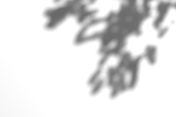 Tree branch shadow. Tree leaves shadow overlay. Summer sunlight trough the leaves. Nature organic shadow. Blurred Leaf shadow and light on wall background. 3d rendering