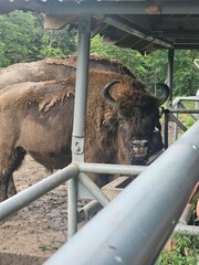 bison © Tomasz