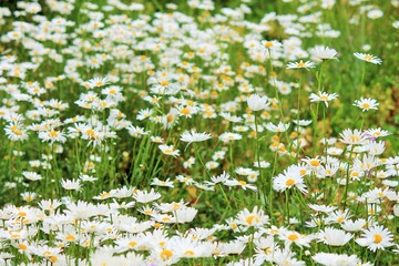 meadow flower cornflower and poppy flowers blooming wild flowers spring time meadow poppies England UK Europe stock, photo, photograph, image, picture, 