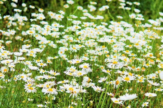 meadow flower cornflower and poppy flowers blooming wild flowers spring time meadow poppies England UK Europe stock, photo, photograph, image, picture, 