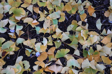 Ginkgo leaves in late fall, with yellow and orange hues, spread across the brown mulch, creating a...