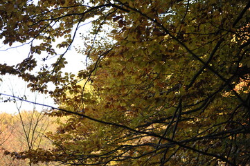 branches and leaves in the autumn forest