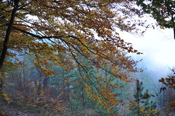 Fototapeta premium Autumn forest landscape in the morning