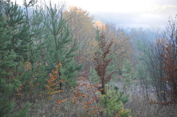 Autumn forest landscape in the morning