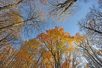 Warm autumn day, Indian summer