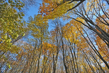 Warm autumn day, Indian summer