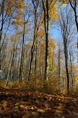 Warm autumn day, Indian summer