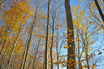 Fototapeta premium Warm autumn day, Indian summer