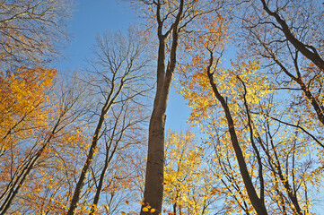 Warm autumn day, Indian summer