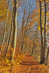 Fototapeta premium Warm autumn day, Indian summer