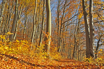 Fototapeta premium Warm autumn day, Indian summer