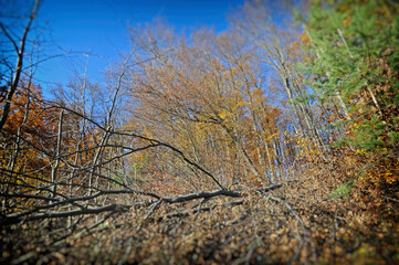 Warm autumn day, Indian summer