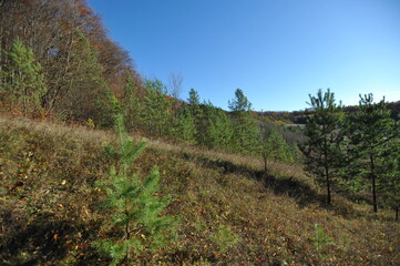 Young pines on the edge of the forest in autumn