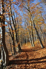 Warm autumn day, Indian summer