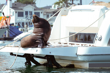 sea lion in the harbor