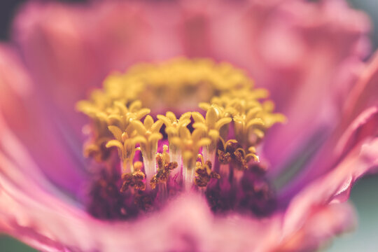 Full frame close-up of a pistil in a pink flower