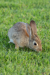 bunny