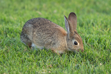 bunny