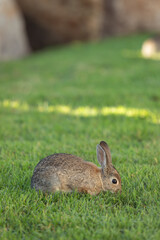 Bunny