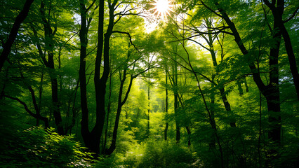 Obraz premium Sunlight filtering through a misty forest path in the morning