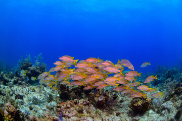 coral reef with fish