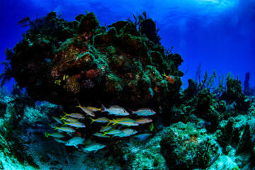 coral reef in the sea