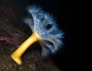 Plumose sea anemone from Oslo fjord, Norway © Sakis Lazarides