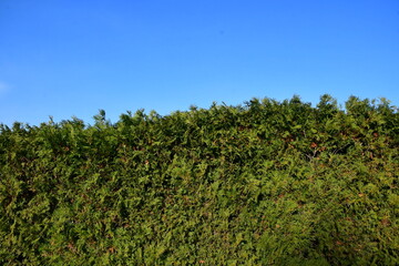 Fototapeta premium 나무 울타리 풍경