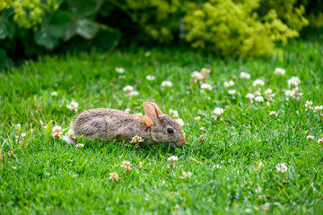 Beautiful baby wild bunny laying in a clover filled lawn on a sunny summer day, as a nature background
