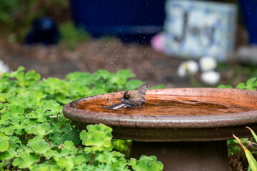 Little brown bird splashing and bathing in a garden birdbath on a sunny summer day, weathered clay pot birdbath, as a nature background
