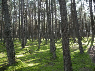 Lush green forest landscape with sunlit pine trees