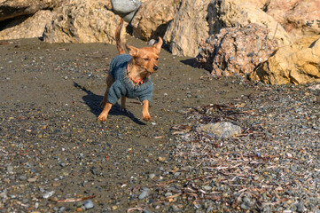 Playful dog in cozy sweater running along a rocky beach on a sunny day