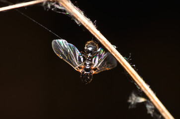 little wasp trapped in a spider web