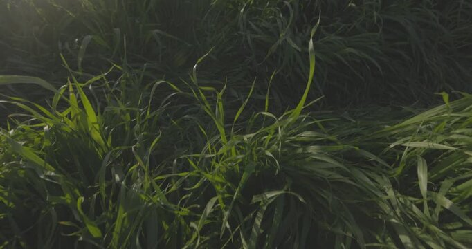 Wide Landscape of Bizerte, Tunisia: Lush Greenery and Scenic Countryside in 4K