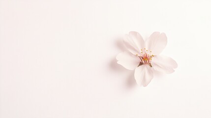 Fototapeta premium Delicate Pink Flower on Soft White Background for Serenity and Calm