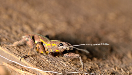 small beetle on a tree