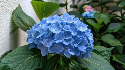 Obraz premium Close Up of a Blue Hydrangea Flower