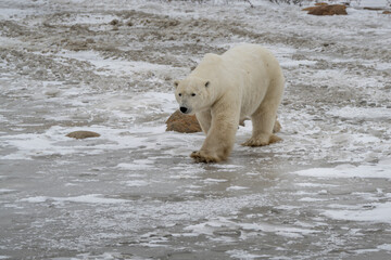 Solitary polar bear walking on the ice of Churchill Manitoba Canada
