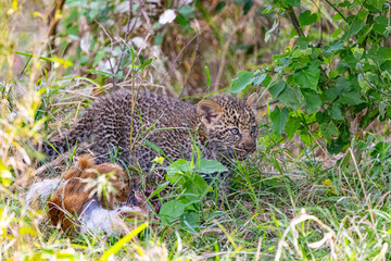 Leopard cub feeds on prey in tall grass.
