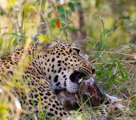 Leopard feeding on prey in grass.