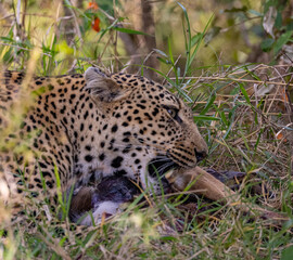 Leopard feeding on prey in grass.