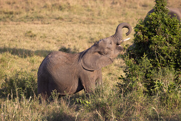 Obraz premium Elephant reaching for foliage in savanna.