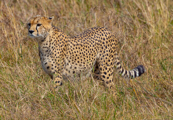 Cheetah in tall grass.  Hidden predator.