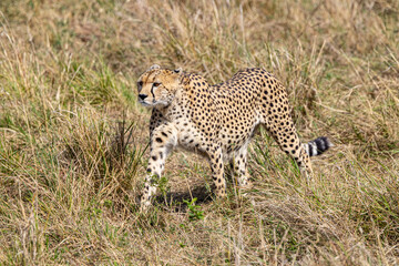 Cheetah in tall grass.  Hidden predator.