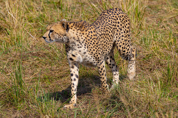 Cheetah in tall grass.  Fast predator.